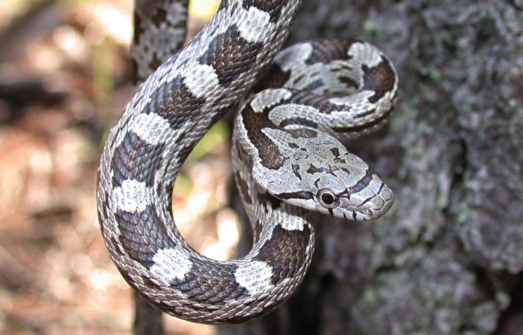 get-to-know-the-slithery-snakes-of-mecklenburg-county