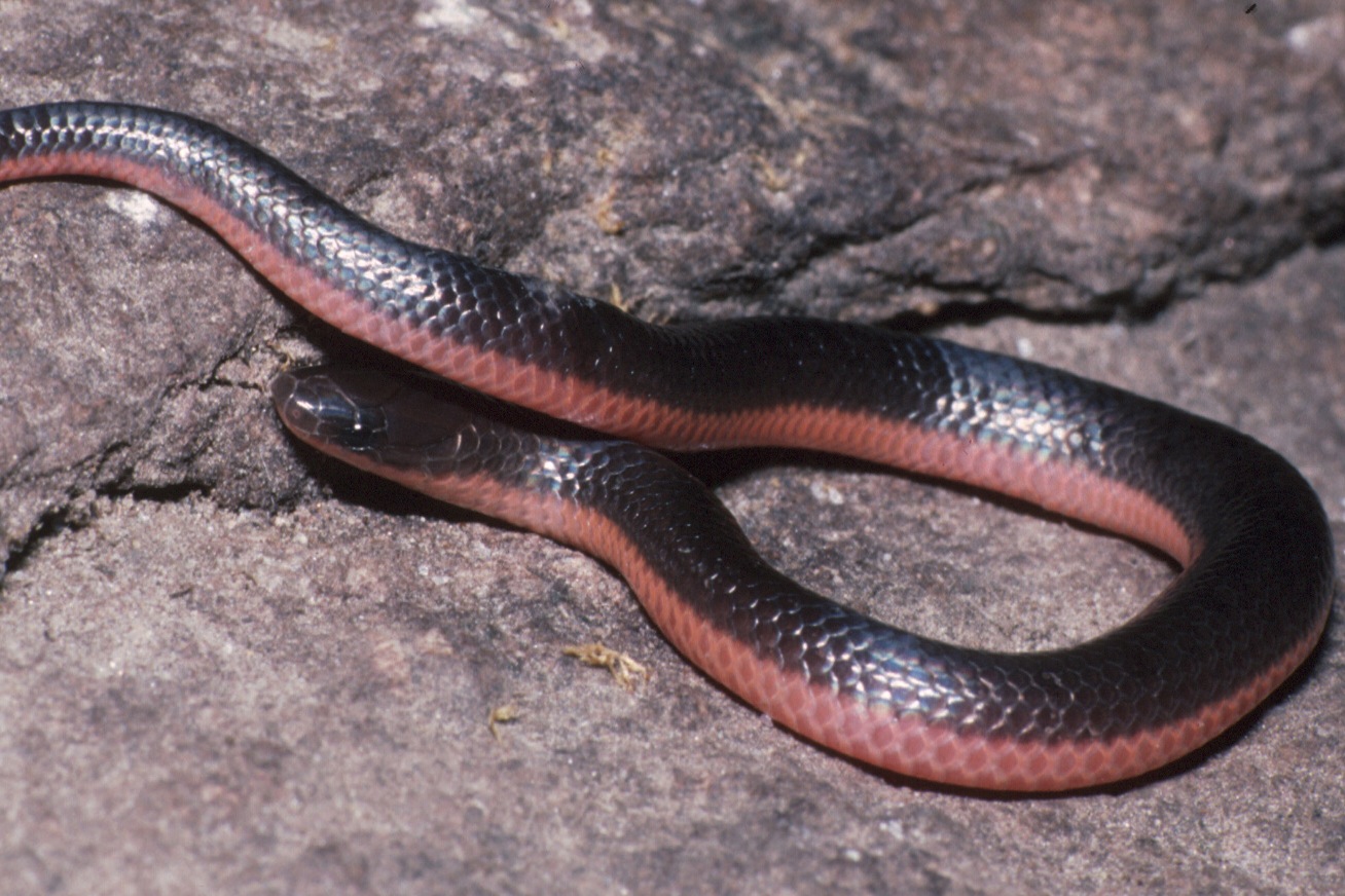 WormSnake Mecklenburg County Blog