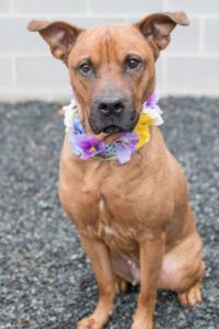 CMPD Animal Care & Control's dog, Sally, poses for a picture.