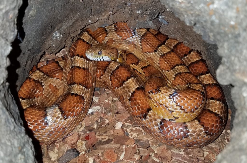 Corn snake 