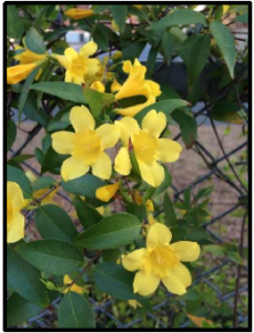 carolina jasmine