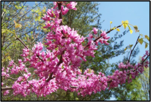 Redbud Tree