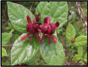 Sweet-Shrub, Carolina Allspice