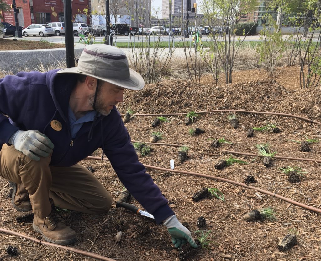 Mecklenburg County horticulturists planting in First Ward Park.