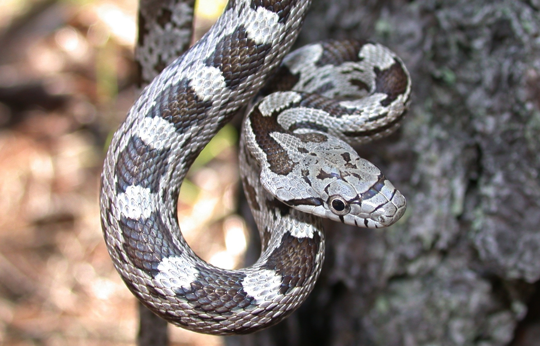 Baby Black Rat Snake Mecklenburg County Blog