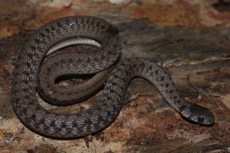 Name That Snake! - Mecklenburg County Blog