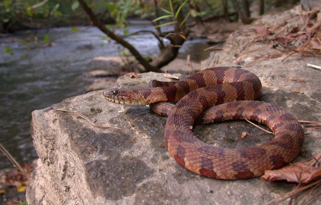 Get To Know The Slithery Snakes Of Mecklenburg County