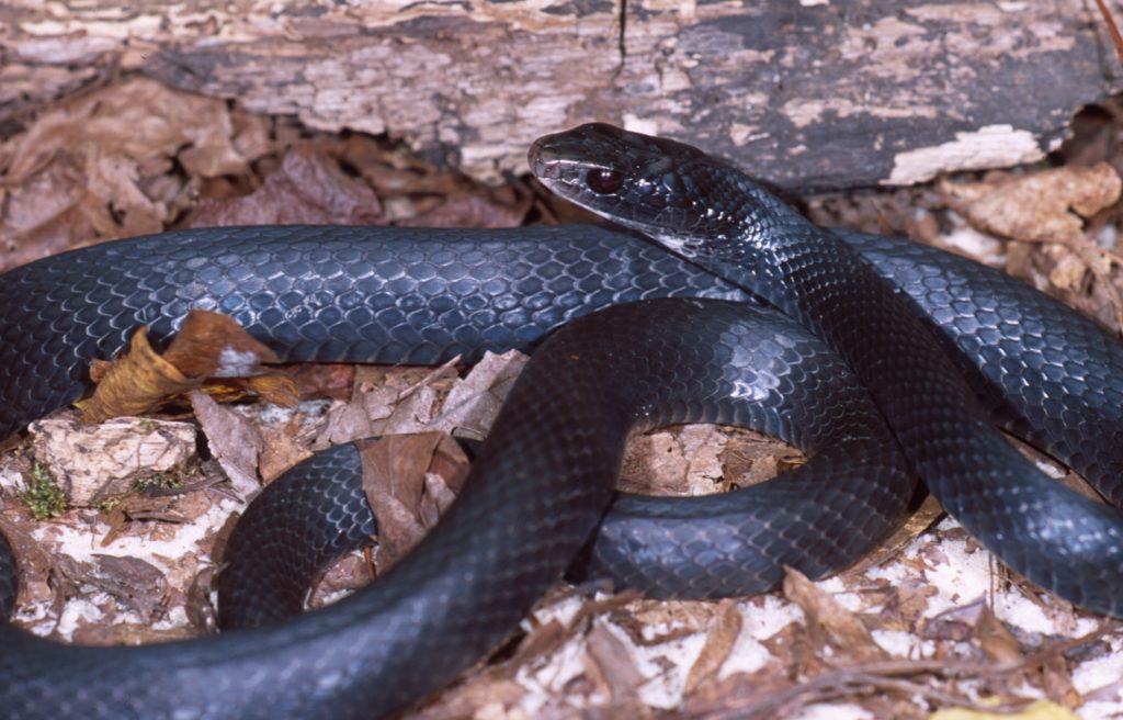 Black racer snake curled up in the leaves