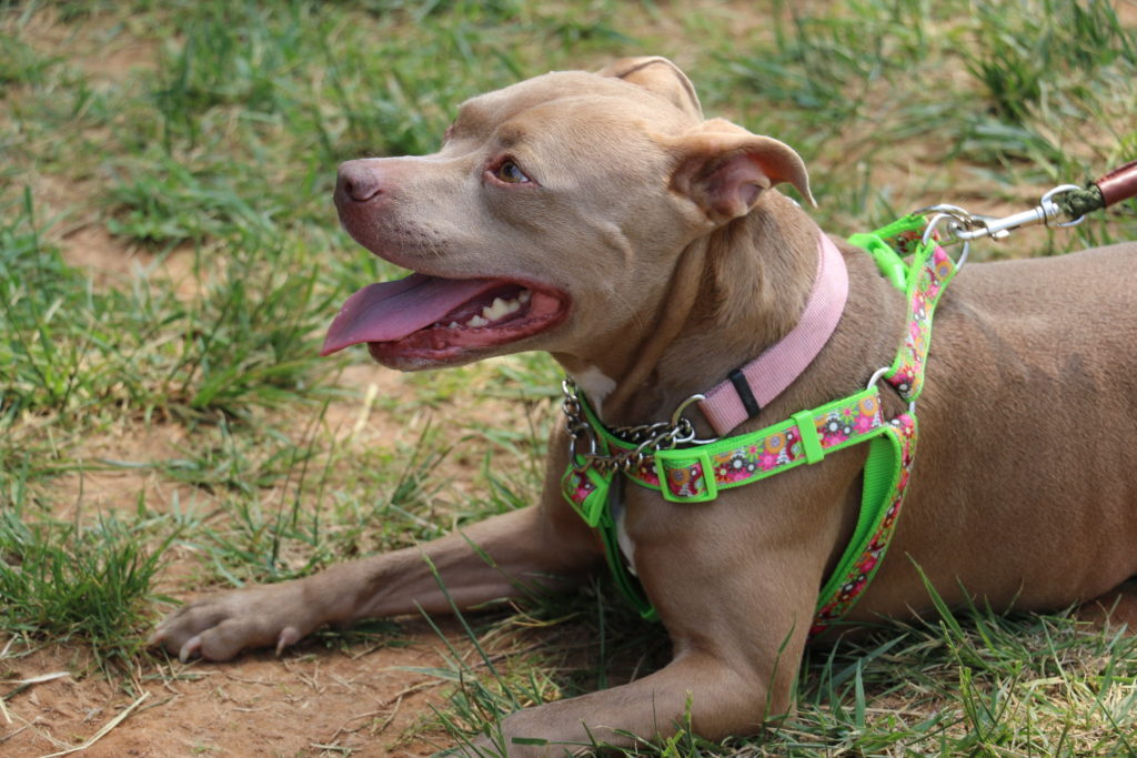 dog taking rest in park