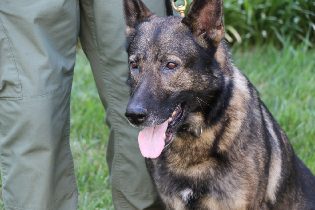 Mecklenburg County canine.