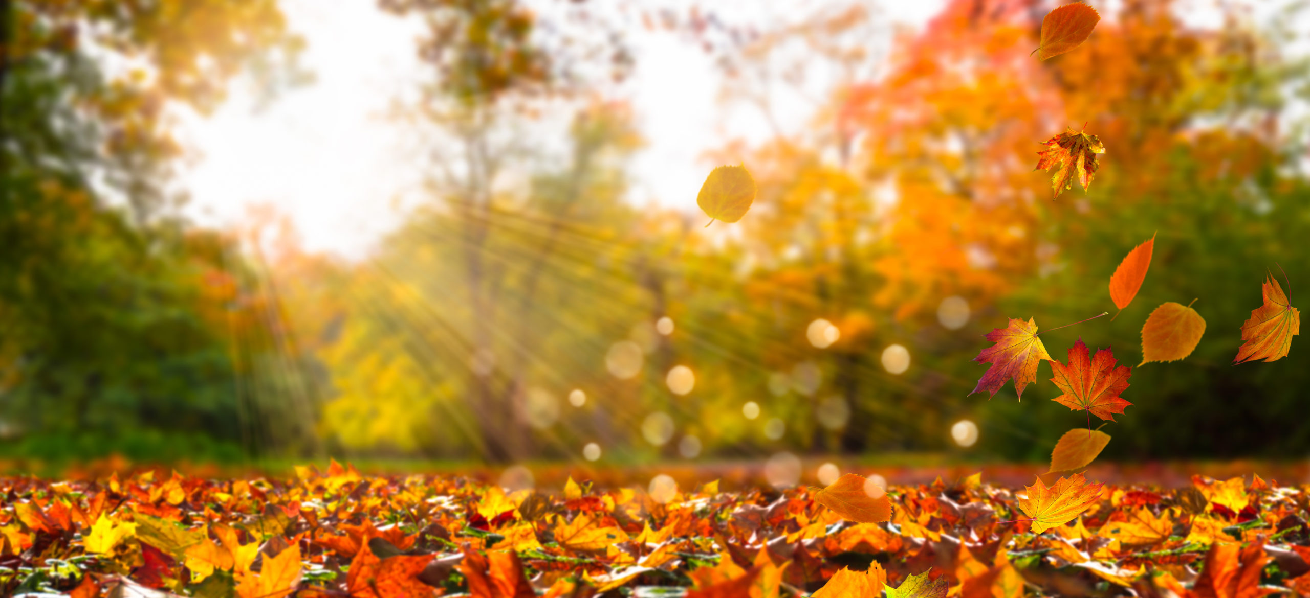 Idyllische Herbstlandschaft Mecklenburg County Blog