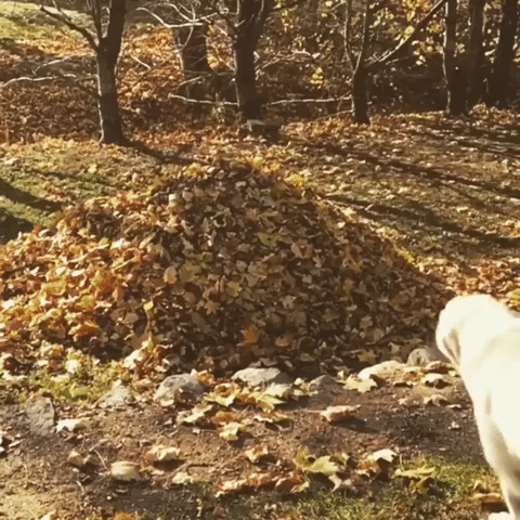 Laborador jumping into a pile of leaves