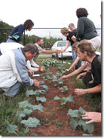 A group of people planting a garden during staycation