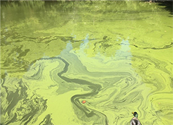 green algal bloom in water