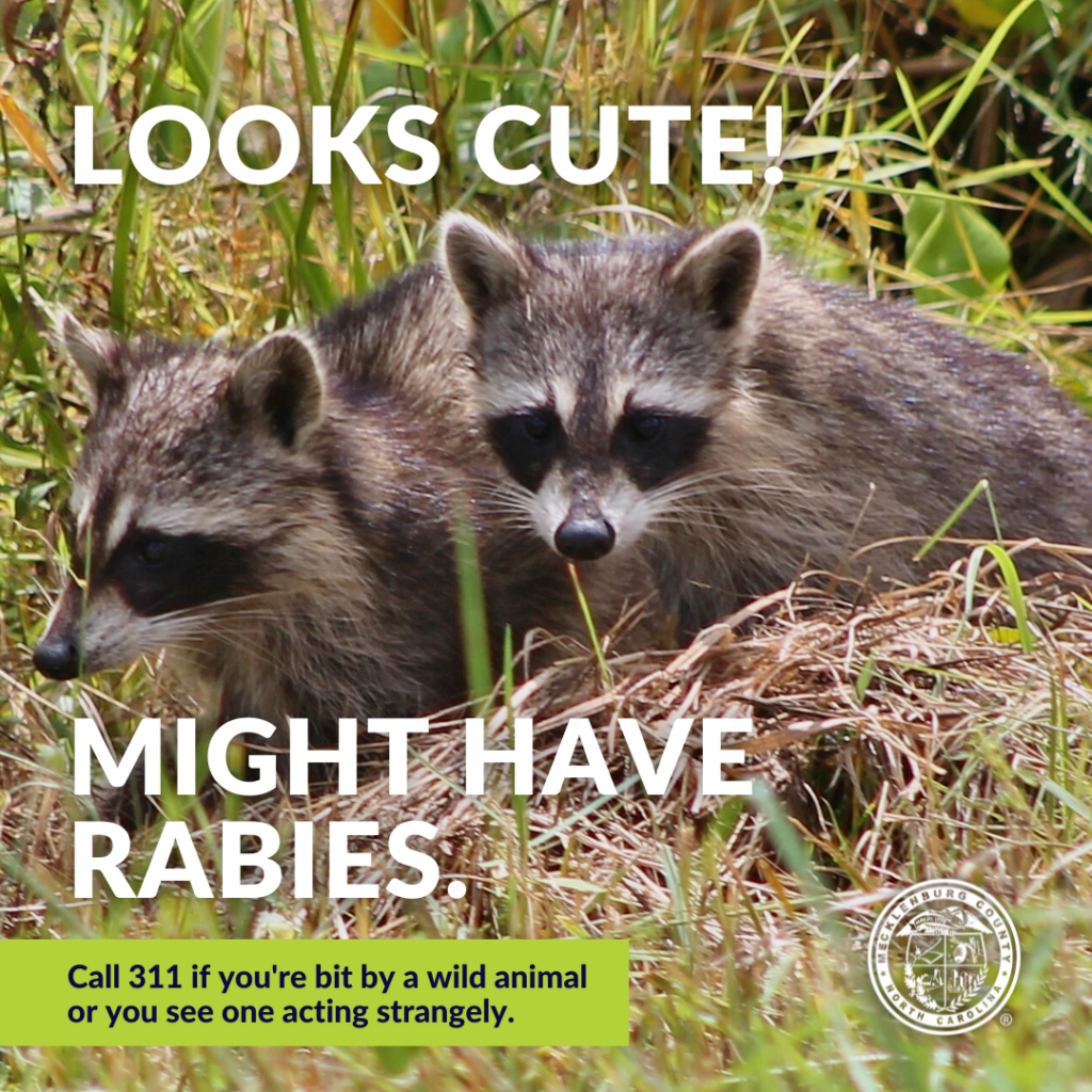 Looks Cute! Might have rabies. Call 311 if you're bit by a wild animal or you see one acting strangely. 