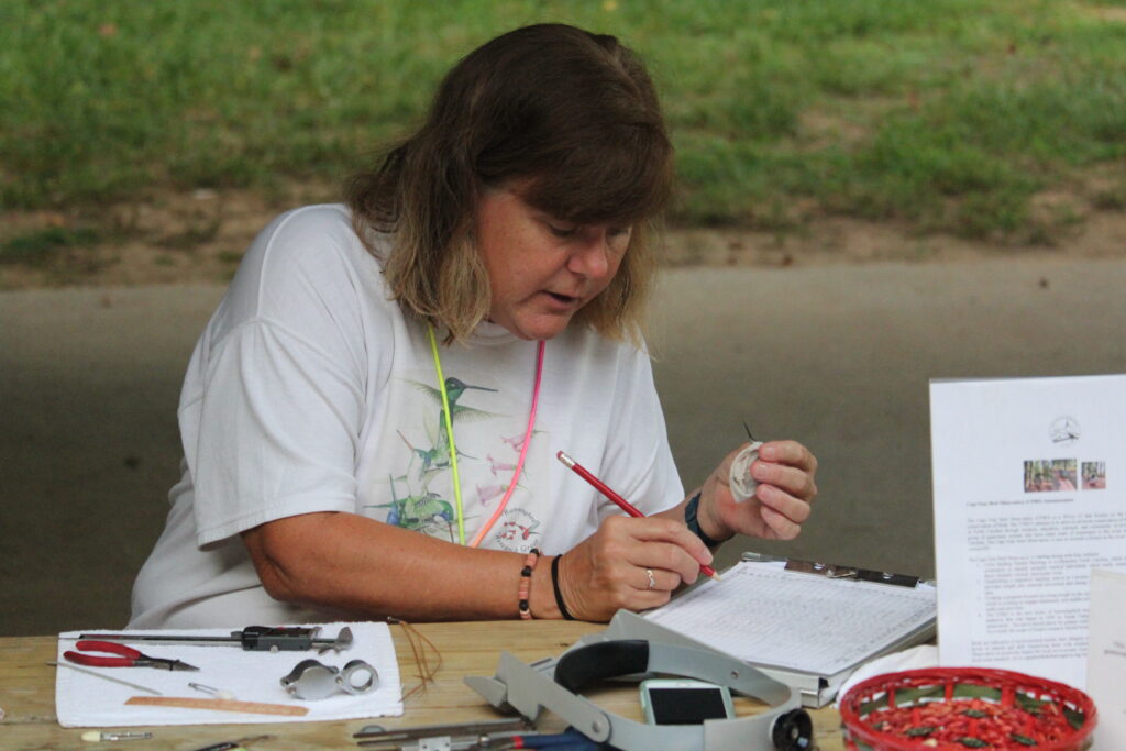 Licensed bander Susan Campbell takes notes while banding a hummingbird at Hummingbird Week. 
