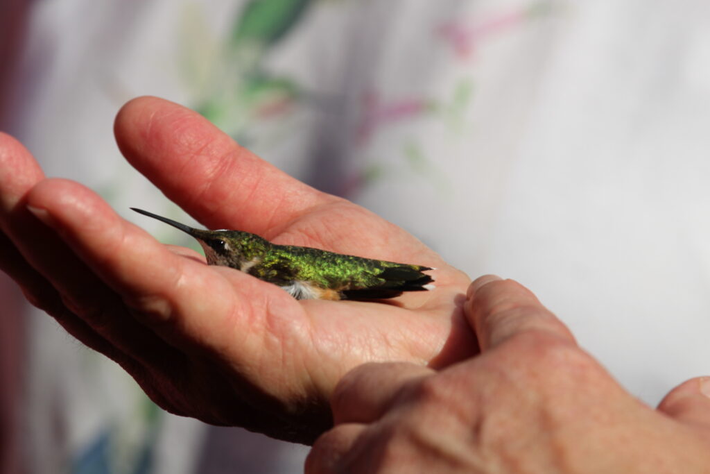 A hummingbird in hand