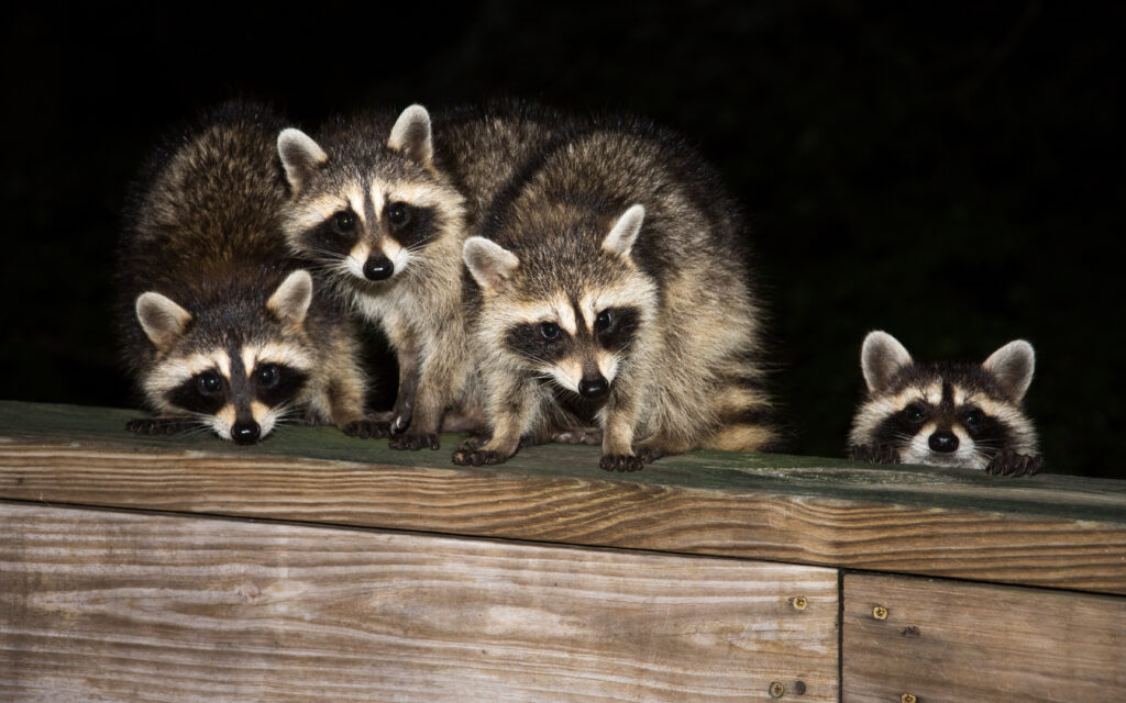 Baby raccoons on a deck railing