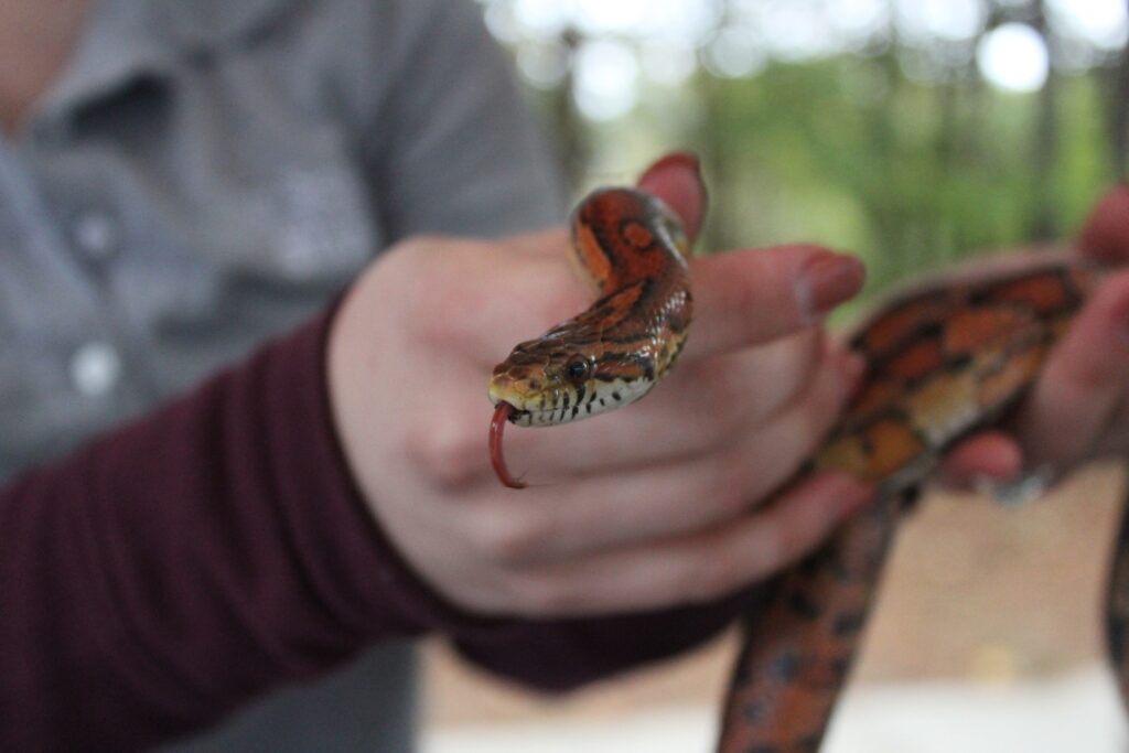 Hands holding a corn snake sticking out its tongue at the Nature at Night festival. 