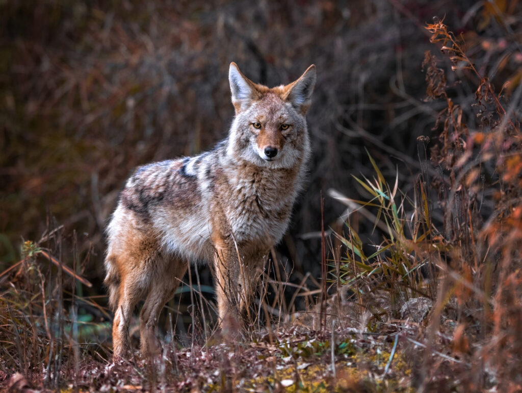 A coyote stands among grasses