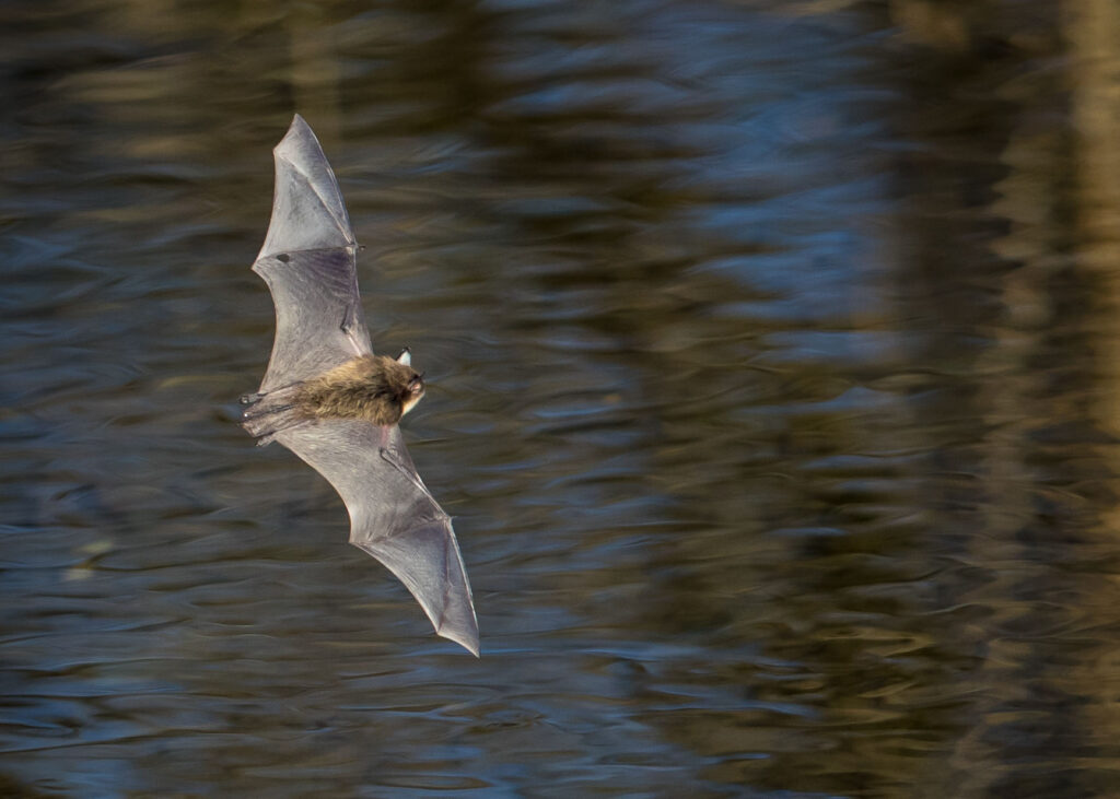 A little brown bat cruises over water.