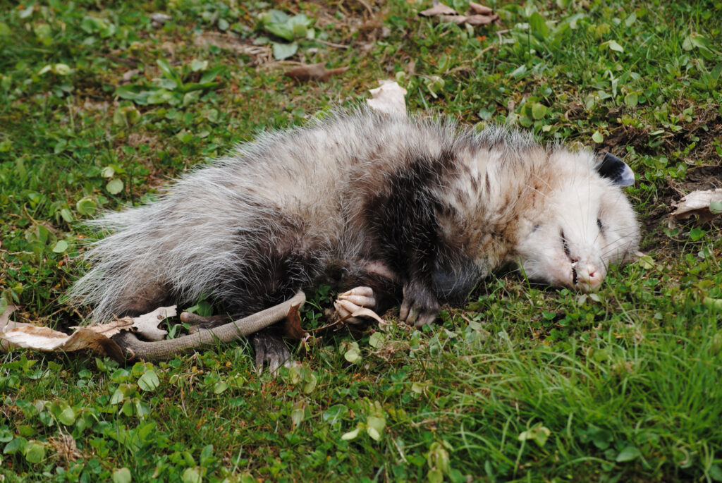 a possum laying on the grass, playing possum