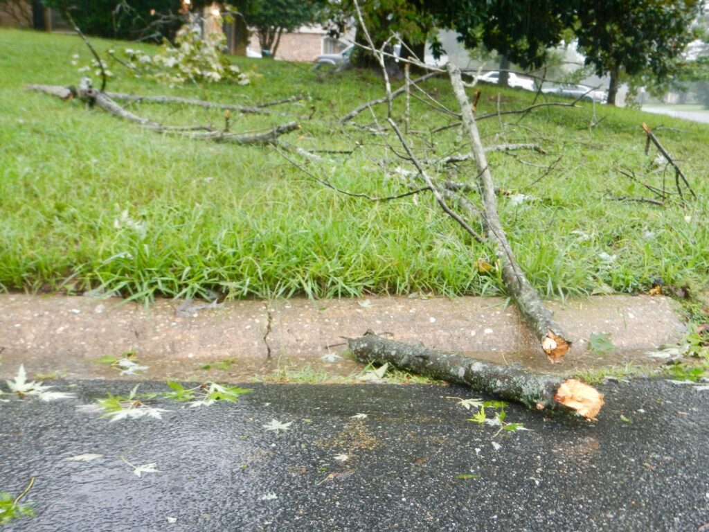 tree limbs in a yard