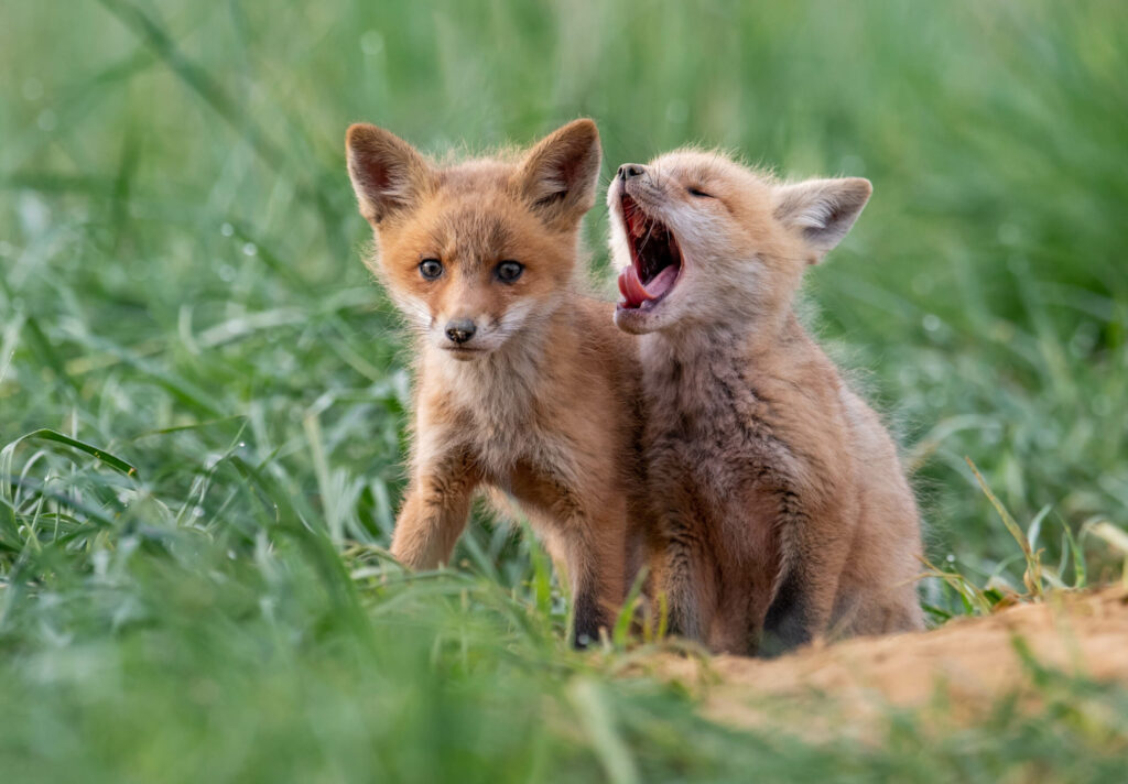 two baby foxes sitting in grass
