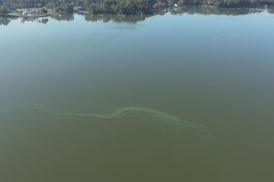 A whitish-green algae bloom in a lake. 