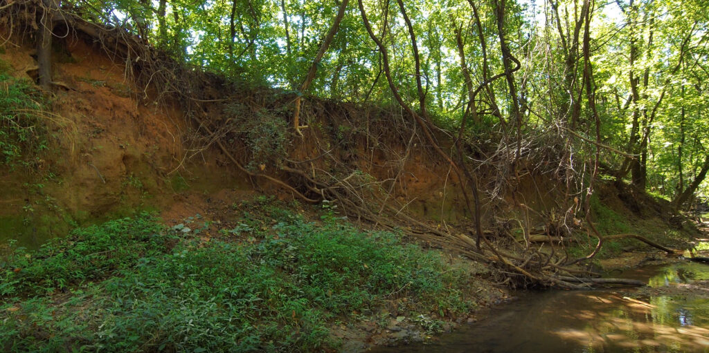 A stream bank that has been eroded. There are branches falling into the stream and the walls of the bank are very high. 